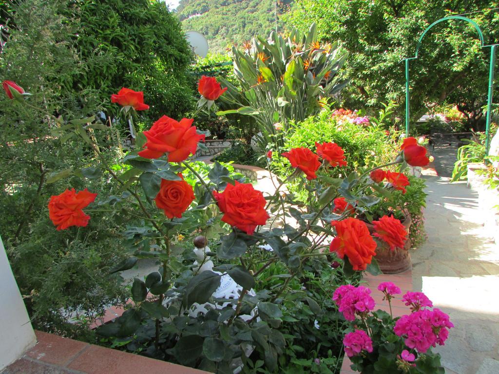 King Room with Garden View