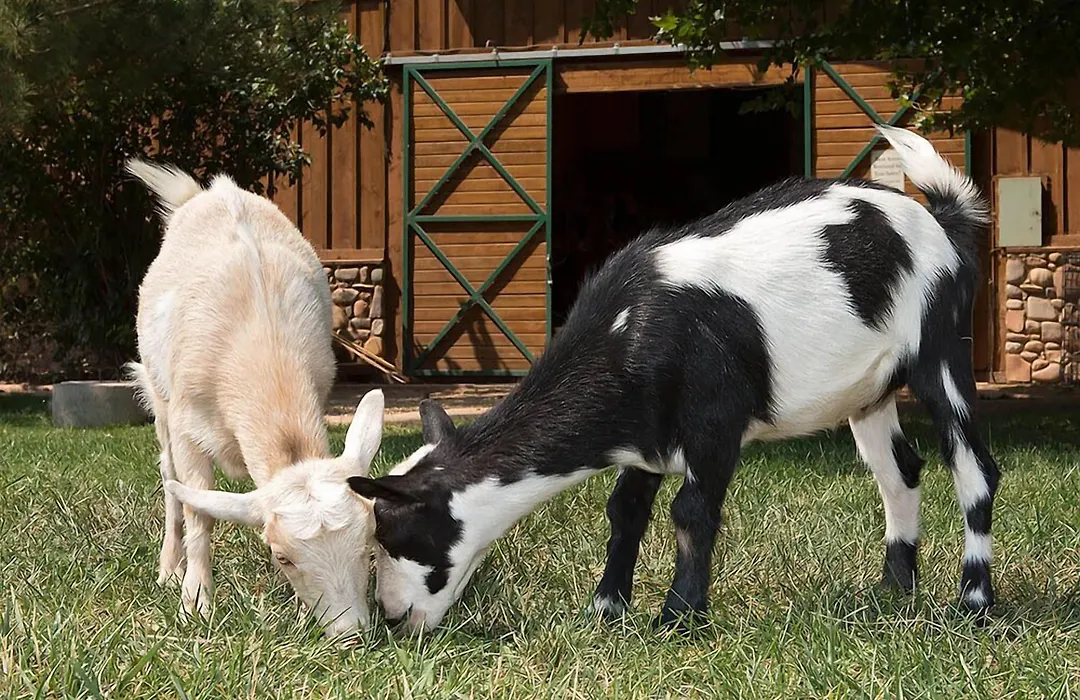 Sorrel River Ranch Resort & Spa-1