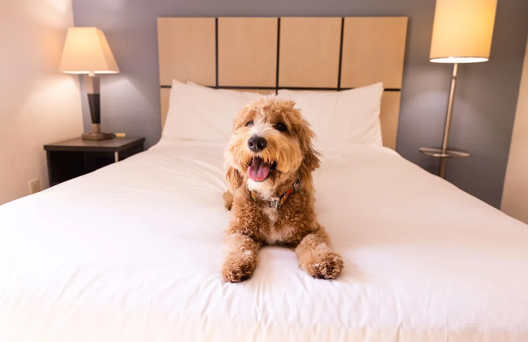 Sonesta Simply Suites Orange County Airport-1