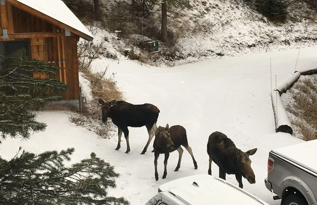 Jackson Hole Hideout-1