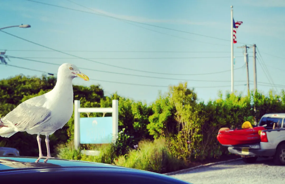 Haven Montauk-1
