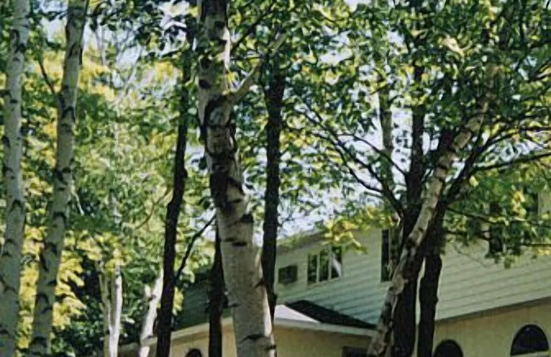 White Birch Inn-1
