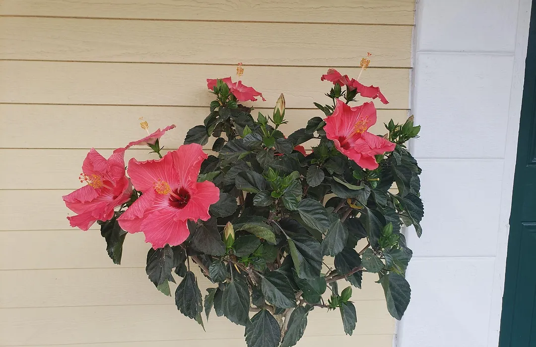 Elmere House Bed & Breakfast-1