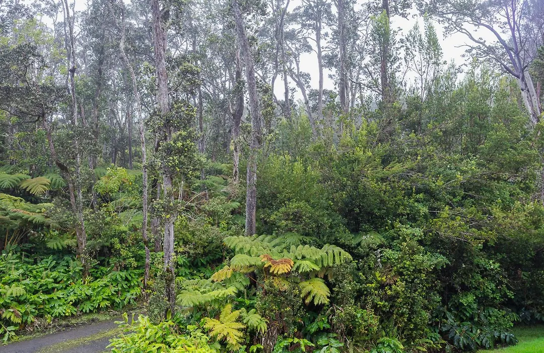 Volcano Forest Inn-1