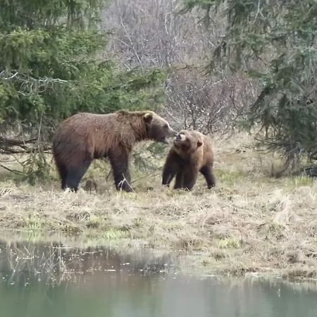 Alaska Grizzly Lodge-3