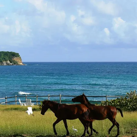 Blue Horizon Boutique Resort (Adults Only)-3