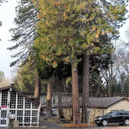 Shasta Inn-3