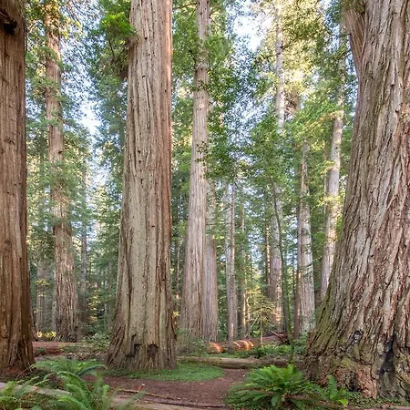Redwood Inn-3