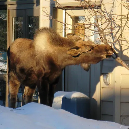 Susitna Place B&B-2