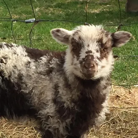 Bryn Meadow Farm B&B-2