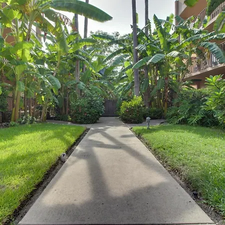 Beachview Condominiums: Palm Tree Pathway-3