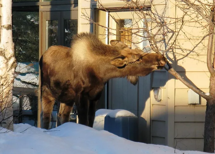 Susitna Place B&B Anchorage